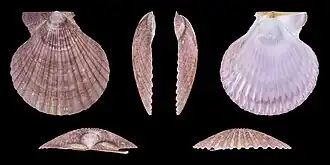 violette vorm, linker Klep