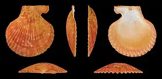 var. aurantia, rechter Klep