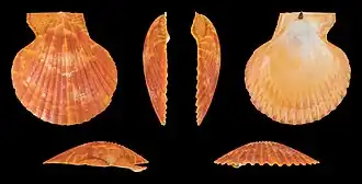 var. aurantia, linker Klep