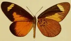 Mimacraea pulverulenta