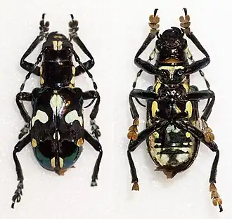 Mimacronia alboplagiata