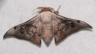 Psychocampa vitreata