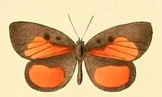 Mimeresia libentina