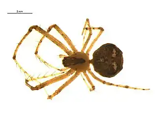 Mimetus puritanus