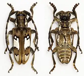 Mimocalothyrza speyeri