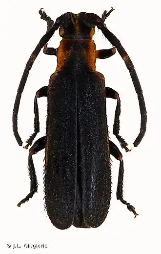 Mimolaia cleroides