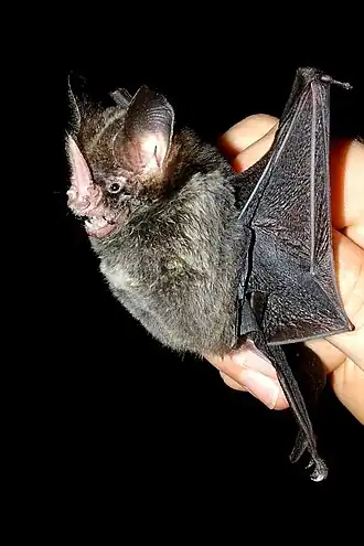 Gardnerycteris crenulata