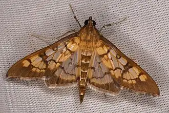 Mimorista subcostalis