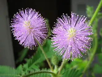 Mimosaceae