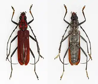 Mimosebasmia purpurea