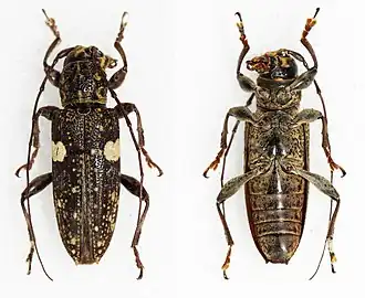 Mimosybra bimaculata