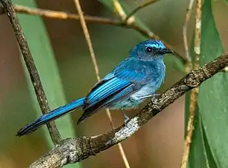 Mindanaose blauwe waaierstaart