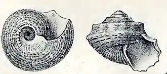 Minolia caifassii