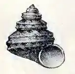 Minolia singaporensis