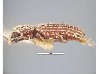 Minthea rugicollis