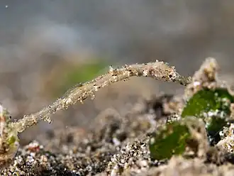 Apterygocampus epinnulatus