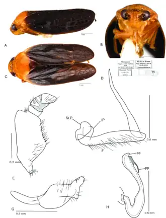 Mioscarta obscuripennis