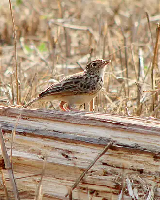 Roodvleugelleeuwerik
