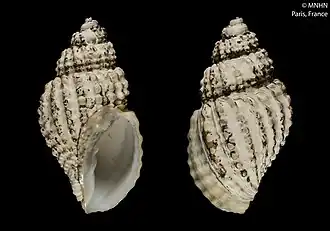 Mirandaphera arafurensis