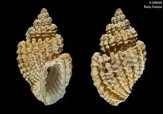 Mirandaphera maestratii