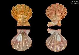 Mirapecten boutetorum