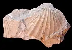 Miricardium jumudicum Een brakwater Kokkelsoort uit het Plioceen in een kleisteen