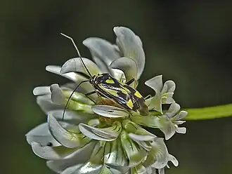 Grypocoris sexguttatus
