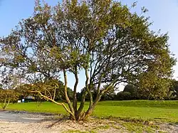 De Mirnser Klif anno 2011