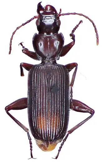 Miscelus javanus