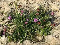 Gewone dophei (Erica tetralix)