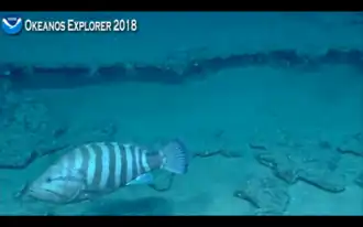 Hyporthodus mystacinus