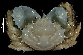 Mithraculus denticulatus