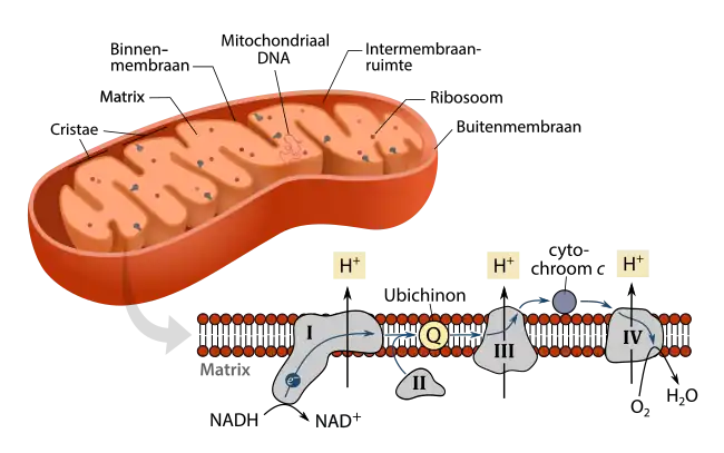 Schema van het mitochondrion, met de focus op de elektronentransportketen in haar binnenste membraan. Mitochondriën hebben aan hun binnenzijde een geplooid membraan, die de matrix scheidt van de intermembraanruimte. Tijdens de stroom van elektronen door de keten, fungeren ubichinon en cytochroom c als mobiele dragermoleculen die elektronen van eiwitcomplex naar eiwitcomplex brengen.