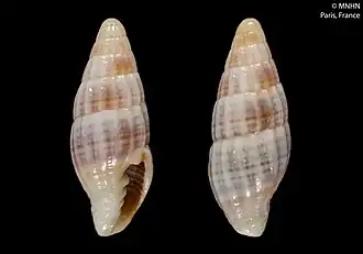Vexillum albotaeniatum