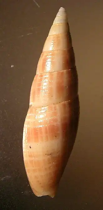 Mitra inquinata