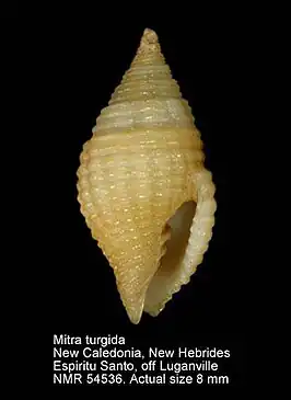 Mitra turgida