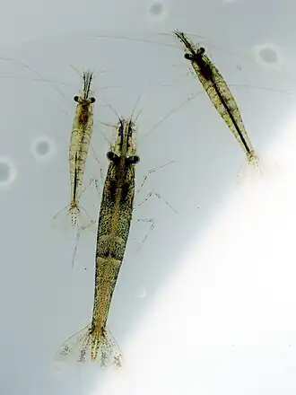 Caridina leucosticta