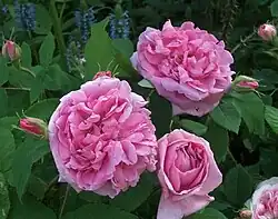 'Madame Knorr' (Victor Verdier, 1855)