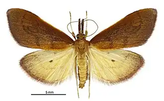Mnesictena daiclesalis