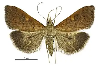 Mnesictena flavidalis