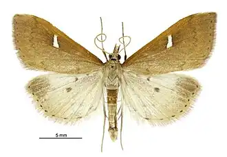 Mnesictena notata