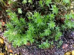 Mnium hornum een mos (gewoon sterrenmos)