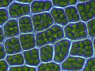 laminacellen met chloroplasten