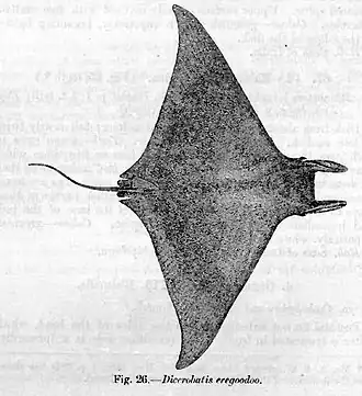 Mobula eregoodoo