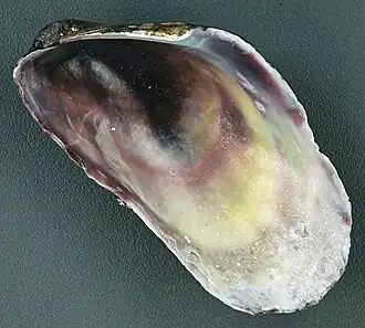 Modiolus americanus