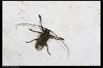 Moechotypa formosana