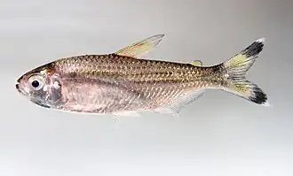 Moenkhausia dichroura