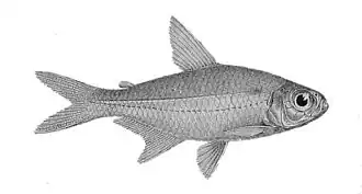 Moenkhausia collettii