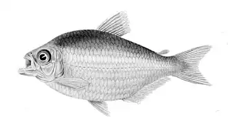 Moenkhausia grandisquamis