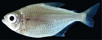 Moenkhausia megalops